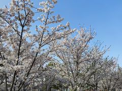 -上海山野camping·户外天幕烧烤·团建拓展营地