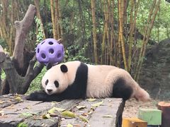 -广州长隆野生动物世界