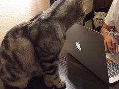 -猫友咖啡店(玉林西路店)