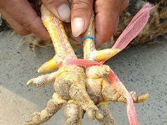 -大圩自在人土鸡场(大圩自在人垂钓店)