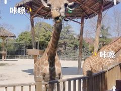 -上海野生动物园