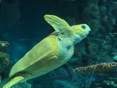 -上海海洋水族馆