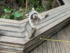 -普洱太阳河森林公园