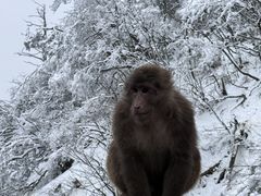 -峨眉山风景名胜区