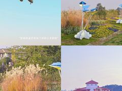 -空港花田景区