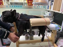 -西安京西宠物医院·瘫痪·疑难杂症