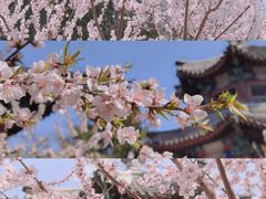 -颐和园