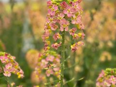 -中国天府农业博览园