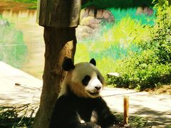 -中国大熊猫保护研究中心雅安碧峰峡基地