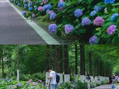 -合肥滨湖国家森林公园