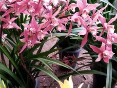 -龙大花卉苗木市场