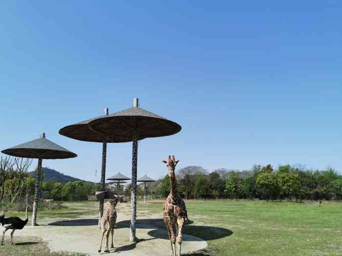 宁波野生动物园-"从余姚出发,走高速大概1小时左右.车位特.