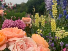 -深圳国际园林花卉博览园