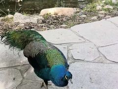 -北京麋鹿生态实验中心