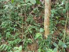 -武吉知马自然保护区