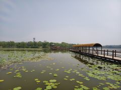 -白洋淀景区