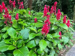 -中国科学院西双版纳热带植物园