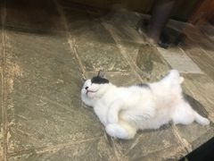 -猫咪博物馆(顶澳仔猫街店)