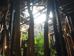 -绿光森林餐厅