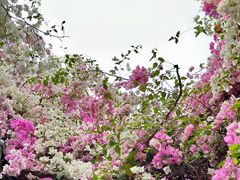 -深圳国际园林花卉博览园