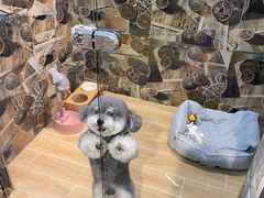 -宠物之家Pets Home 宠物寄养酒店