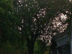 绿植-菖蒲河公园