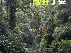 -莫里热带雨林景区