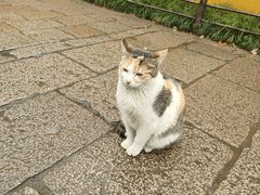 -西园寺素食(西园弄戒幢律寺店)