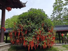 -桃花岛公园