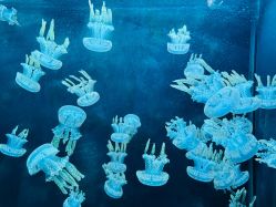 -Zoolung Zoolung动物主题公园(海信广场店)