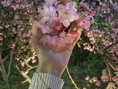 -嘉定紫藤园