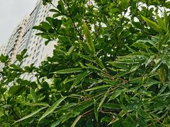 -原鄉本味 楚菜 丹江口鱼(北苑店)