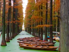 -渌洋湖湿地公园