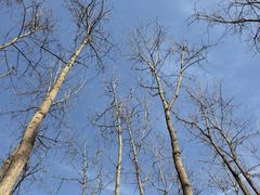 -合肥滨湖国家森林公园