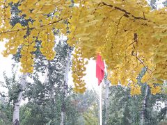 -三里屯东五街银杏大道