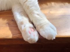 -猫小院猫主题咖啡厅(北锣店)