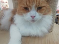 -喵园·猫主题咖啡厅·撸猫·猫咖(国贸店)