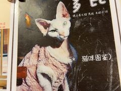 -有猫咖啡umeow coffee