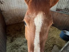 -北京群众马术培训基地