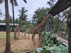 -海南热带野生动植物园