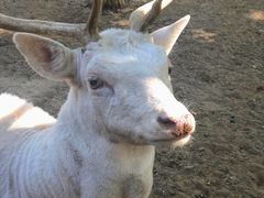 -石家庄市动物园