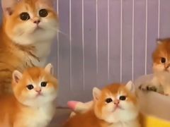 -猫十亿·布偶金渐层·曼基康矮脚猫舍(青年路店)