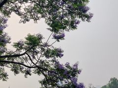 -成都南湖公园