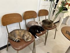 -共舞时光猫咖·狗咖(新街口店)