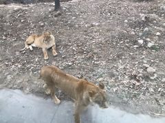 -西安秦岭野生动物园