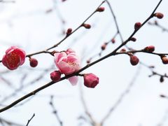 -香雪海