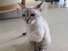 -藏猫猫咖啡主题馆(中央大道店)