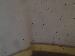 -紫燕百味鸡(南京西路店)