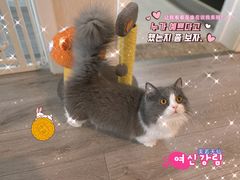 -猫大福·Fortune Cat猫舍(百子湾店)