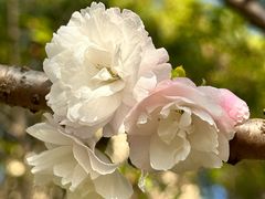 -高东镇樱花园